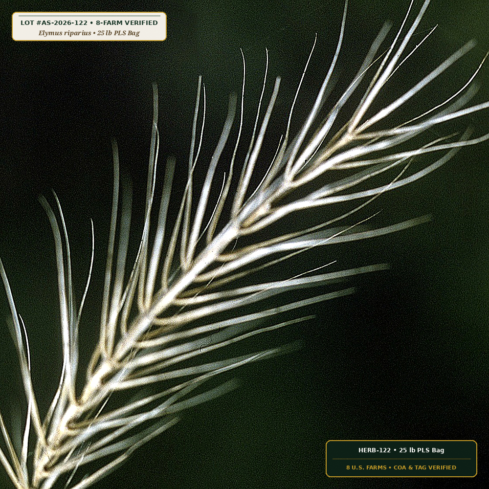 Northeast Floodplain & Upland Native Seed Mix (Elymus riparius & Panicum virgatum)