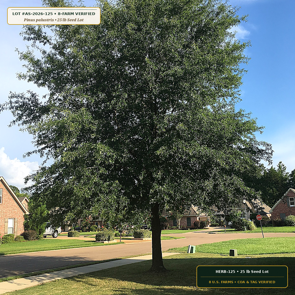 Southern Pine & Bottomland Oak Stratified Seed Lot (Pinus palustris & Quercus nuttallii)