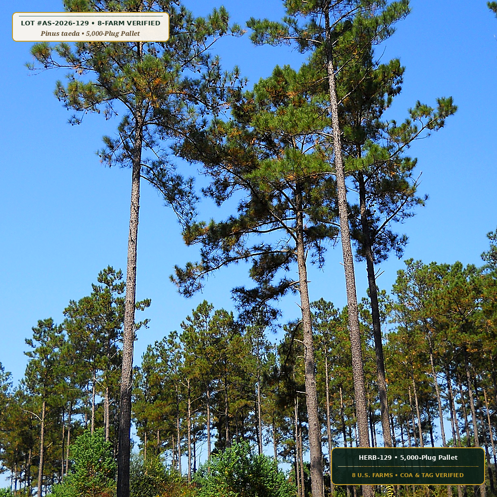 Piedmont & Coastal Loblolly & Longleaf Pine Pallet (Pinus taeda & Pinus palustris)