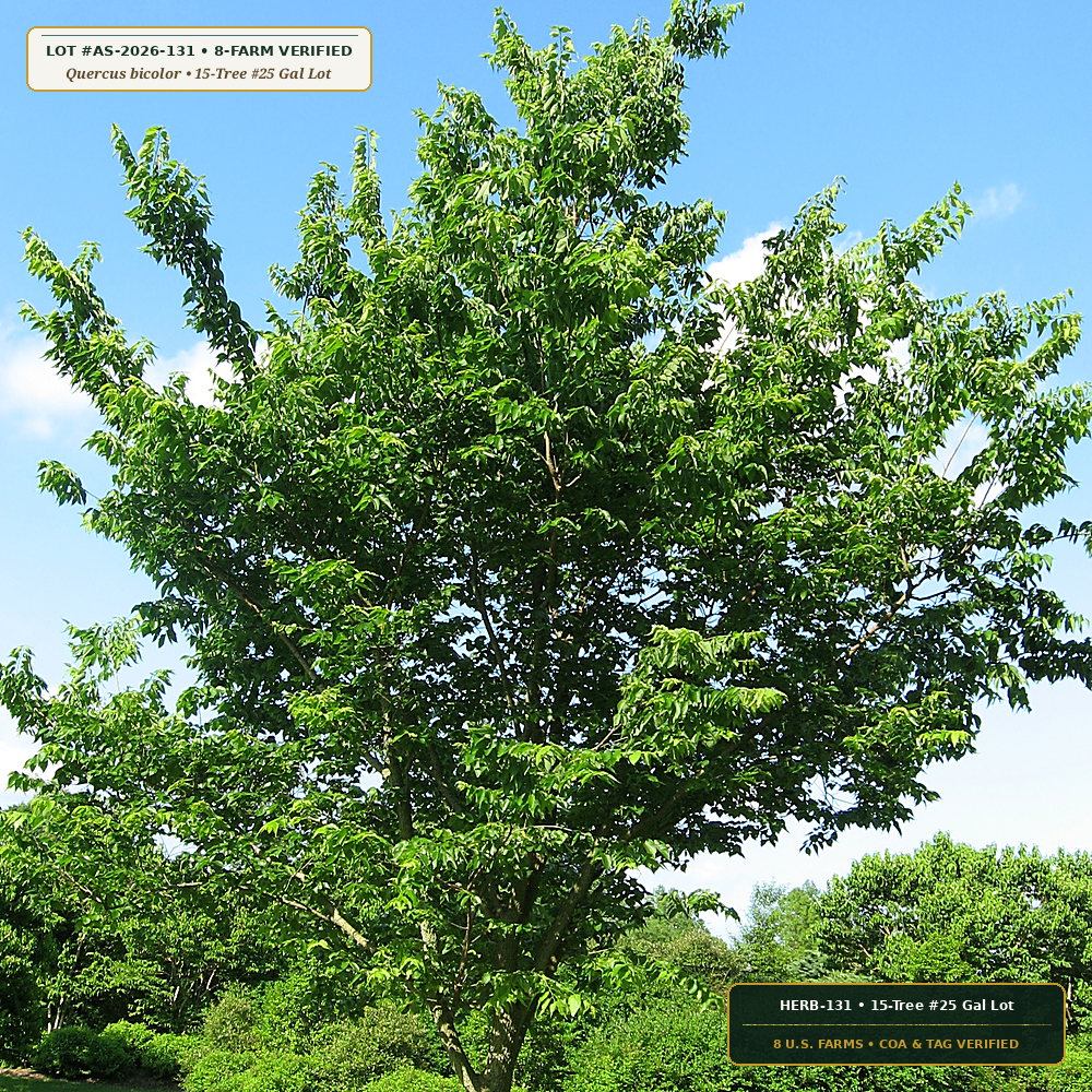 Midwest & Northeast Streetscape Canopy Tree Lot (Quercus bicolor & Celtis occidentalis)