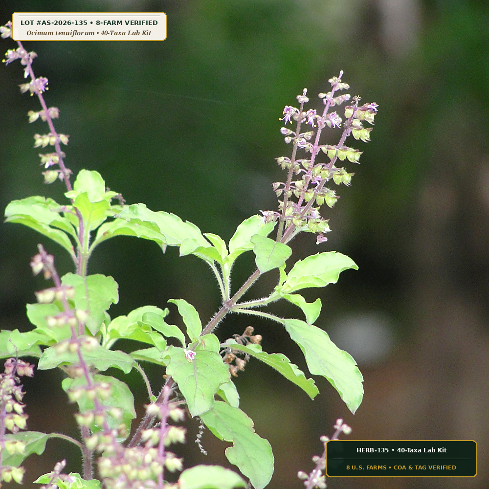 University Agriscience Heirloom Seed & Soil Kit (Ocimum tenuiflorum & Medicago sativa)