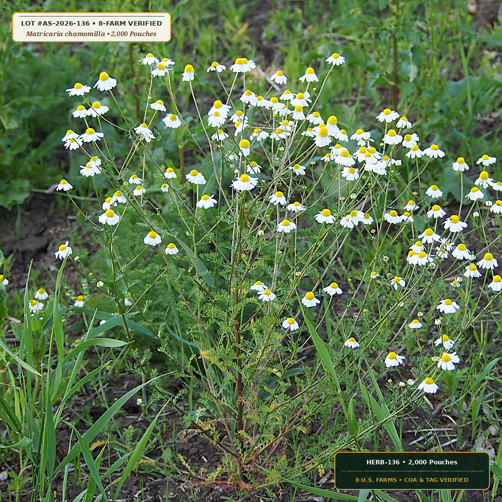 Caffeine-Free Calming Chamomile & Mint Tisane Case (Matricaria chamomilla & Mentha piperita)