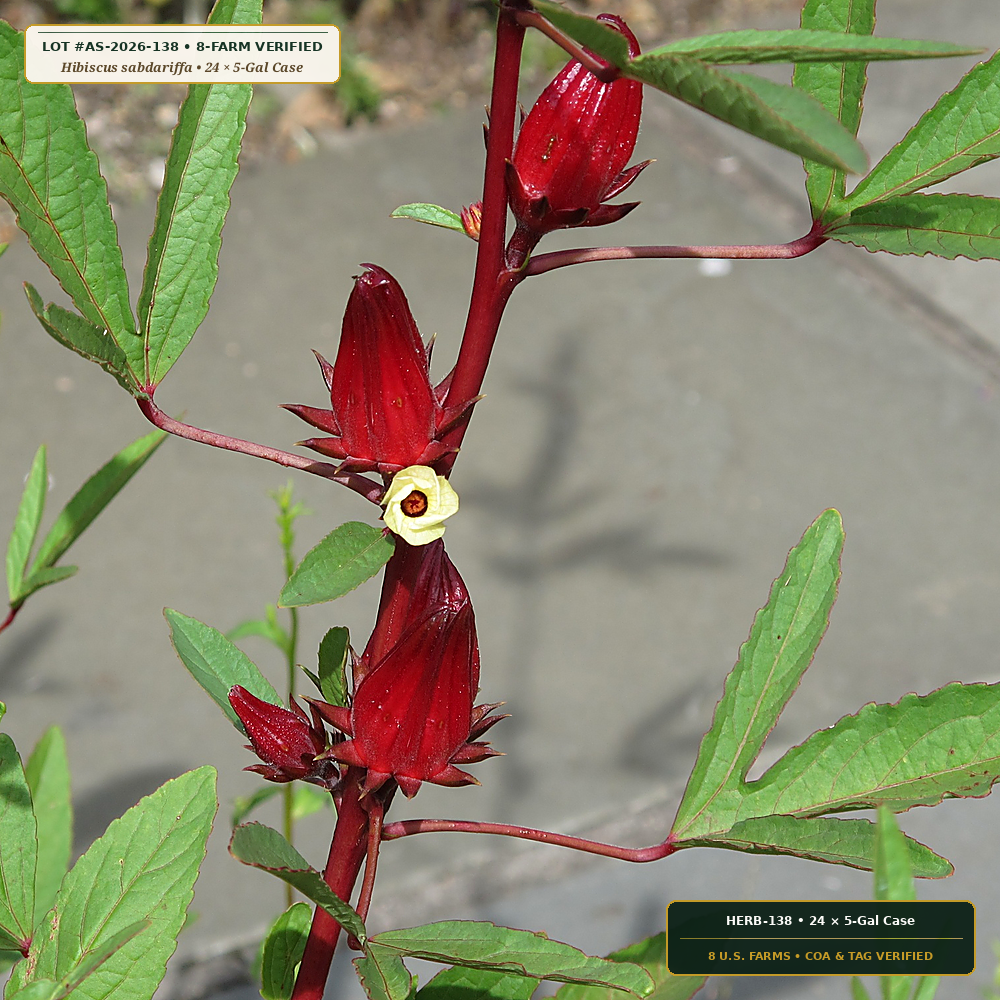 Unsweetened Hibiscus, Rosehip & Mint Brewed Case (Hibiscus sabdariffa & Rosa canina)