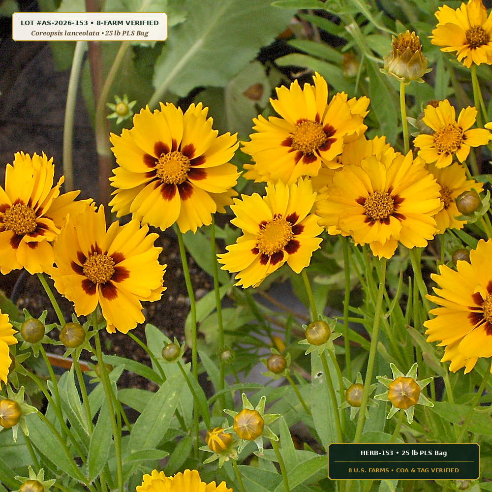 Southeast Pollinator Wildflower & Switchgrass Mix (Coreopsis lanceolata & Panicum virgatum)