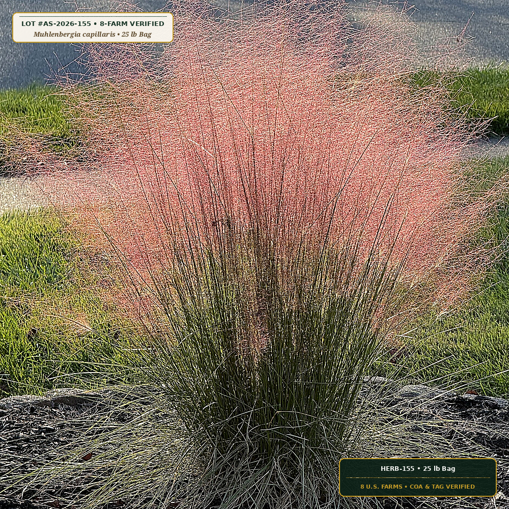 Gulf Coast Dune & Subtropical Pollinator Seed Mix (Muhlenbergia capillaris & Helianthus debilis)