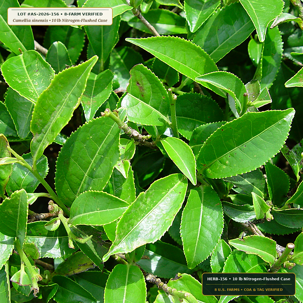First-Harvest Shade-Grown Organic Matcha & Sencha (Camellia sinensis)