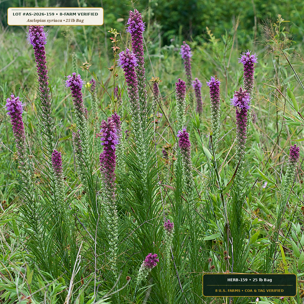 Great Plains Tallgrass & Monarch Milkweed Seed Mix (Asclepias syriaca & Bouteloua curtipendula)