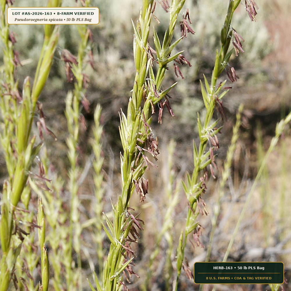 Great Basin Bluebunch Wheatgrass & Bunchgrass Mix (Pseudoroegneria spicata & Poa secunda)