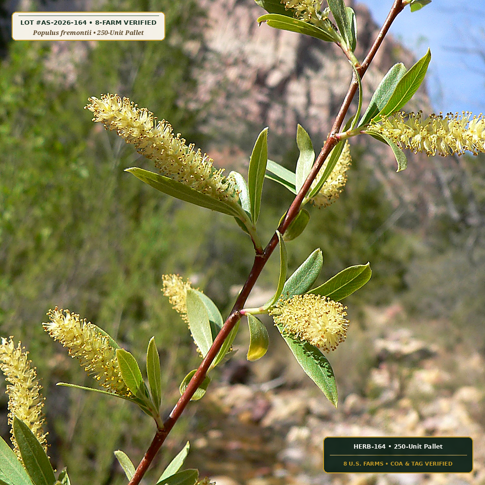 Southwestern Riparian Cottonwood & Willow Pole Lot (Populus fremontii & Salix gooddingii)