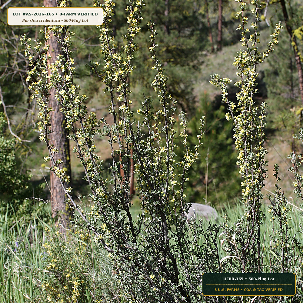Inoculated Bitterbrush & Fourwing Saltbush Plugs (Purshia tridentata & Atriplex canescens)