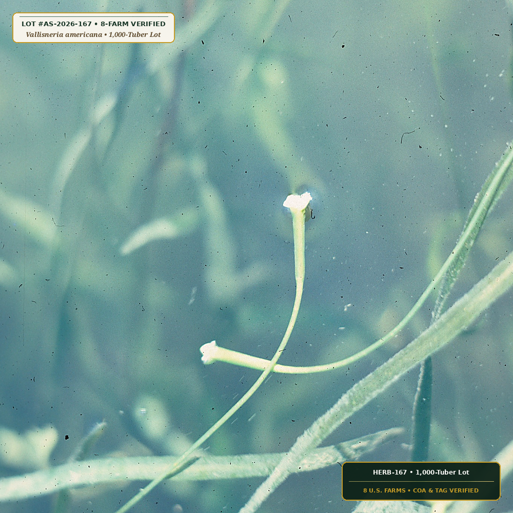 Estuarine Wild Celery & Sago Pondweed Tubers (Vallisneria americana & Stuckenia pectinata)
