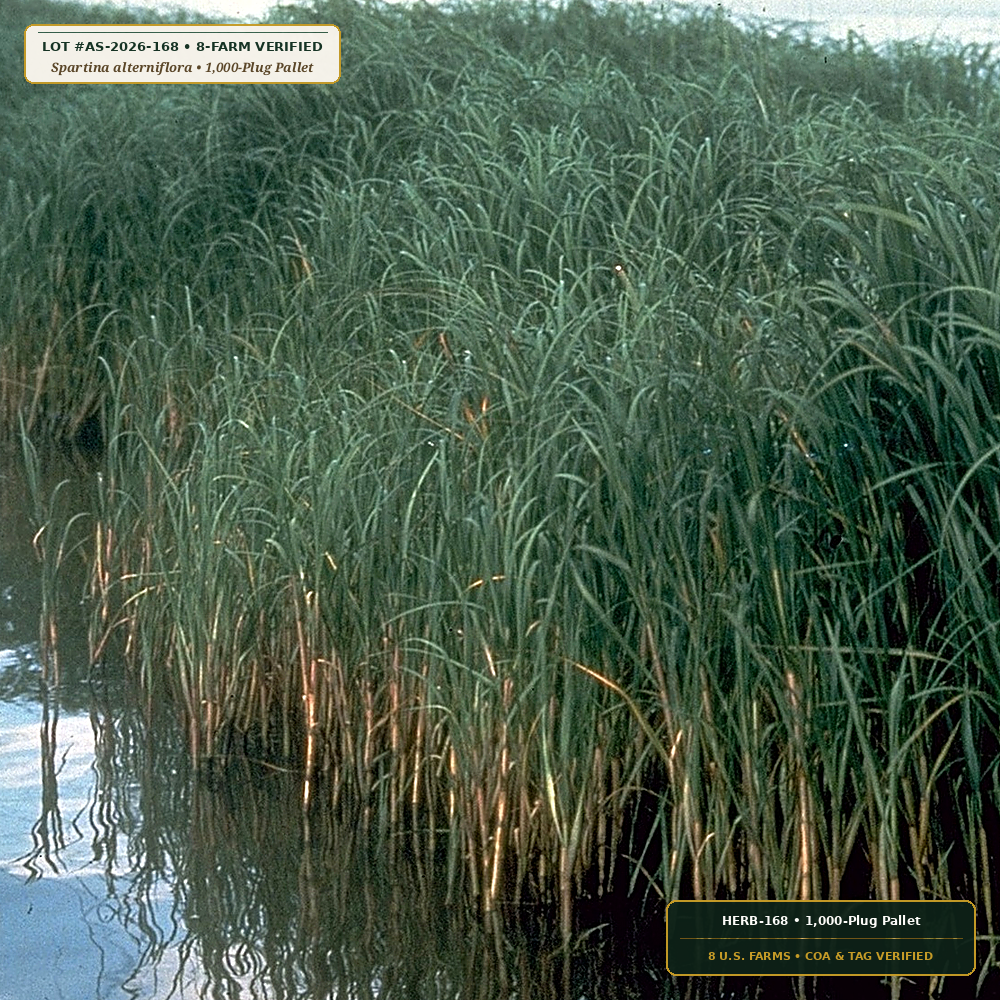 Intertidal Saltmarsh Cordgrass & Hay Plugs (Spartina alterniflora & Spartina patens)