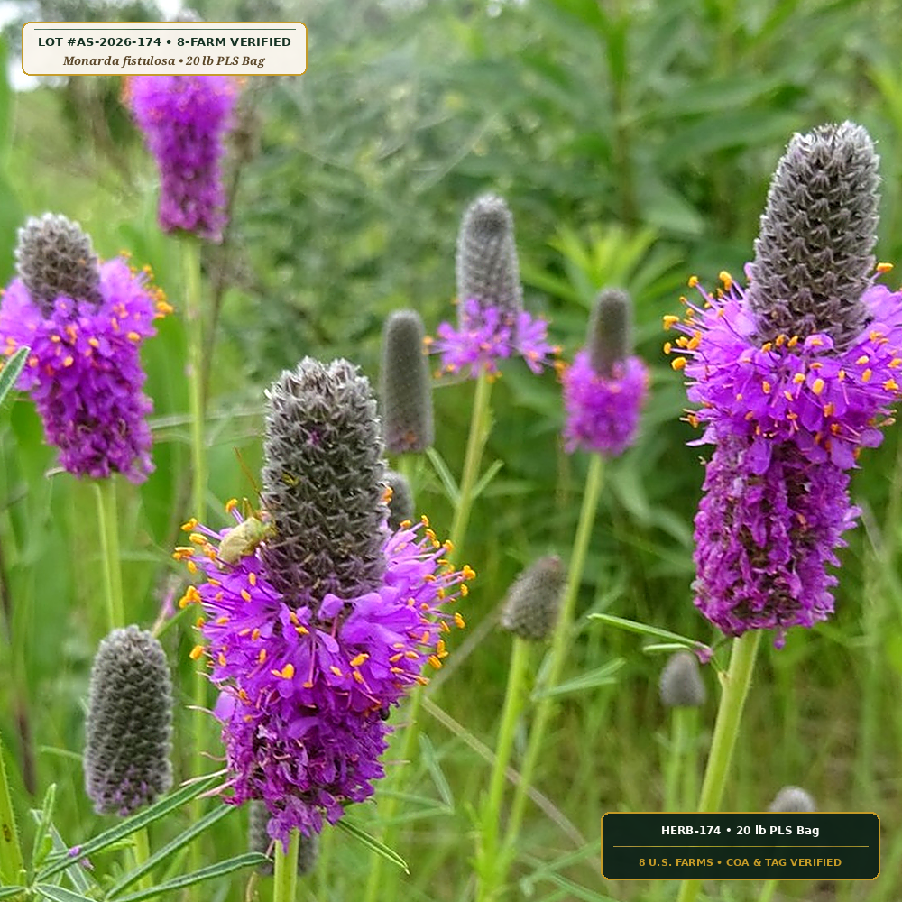 Bumble Bee Spring-to-Fall Native Nectar Seed Mix (Monarda fistulosa & Dalea purpurea)
