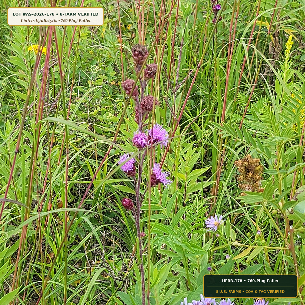 Late-Fall Meadow Blazing Star & Goldenrod Plugs (Liatris ligulistylis & Solidago rigida)