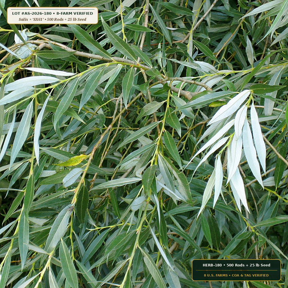 Hybrid Willow Rod & Fiber Hemp Remediation Kit (Salix × 'SX61' & Cannabis sativa)