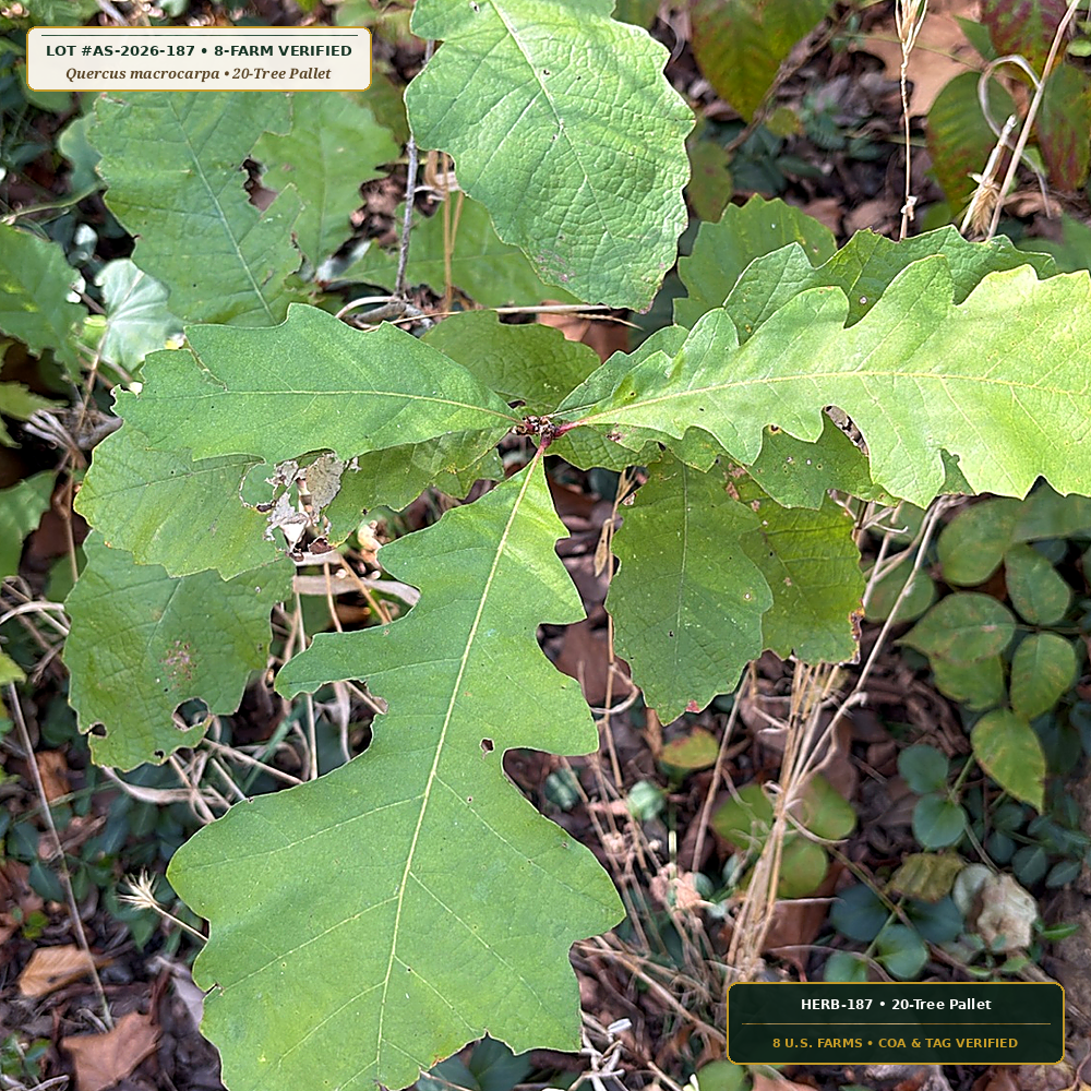 Urban Canopy Bur Oak, Shumard Oak & Bald Cypress (Quercus macrocarpa & Taxodium distichum)
