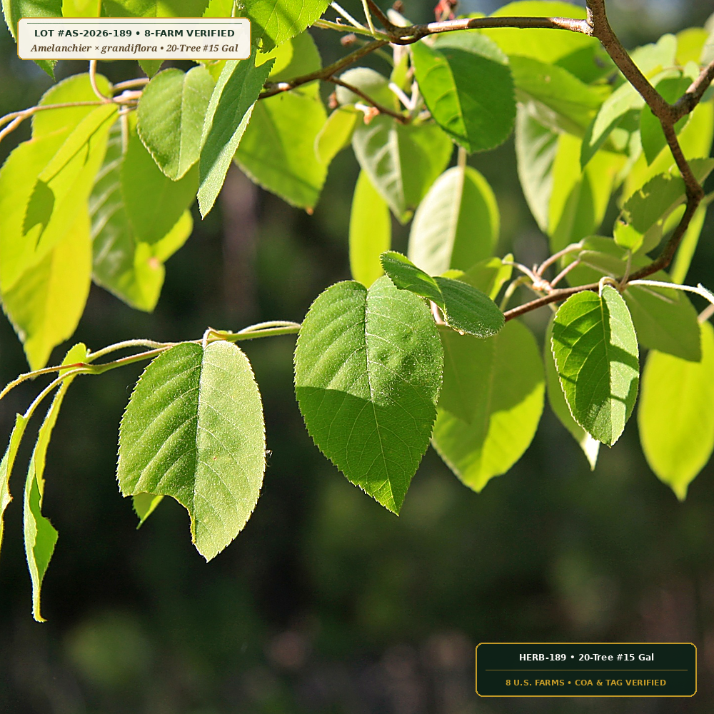 Under-Wire Serviceberry, Redbud & Fringe Tree Lot (Amelanchier × grandiflora & Cercis canadensis)