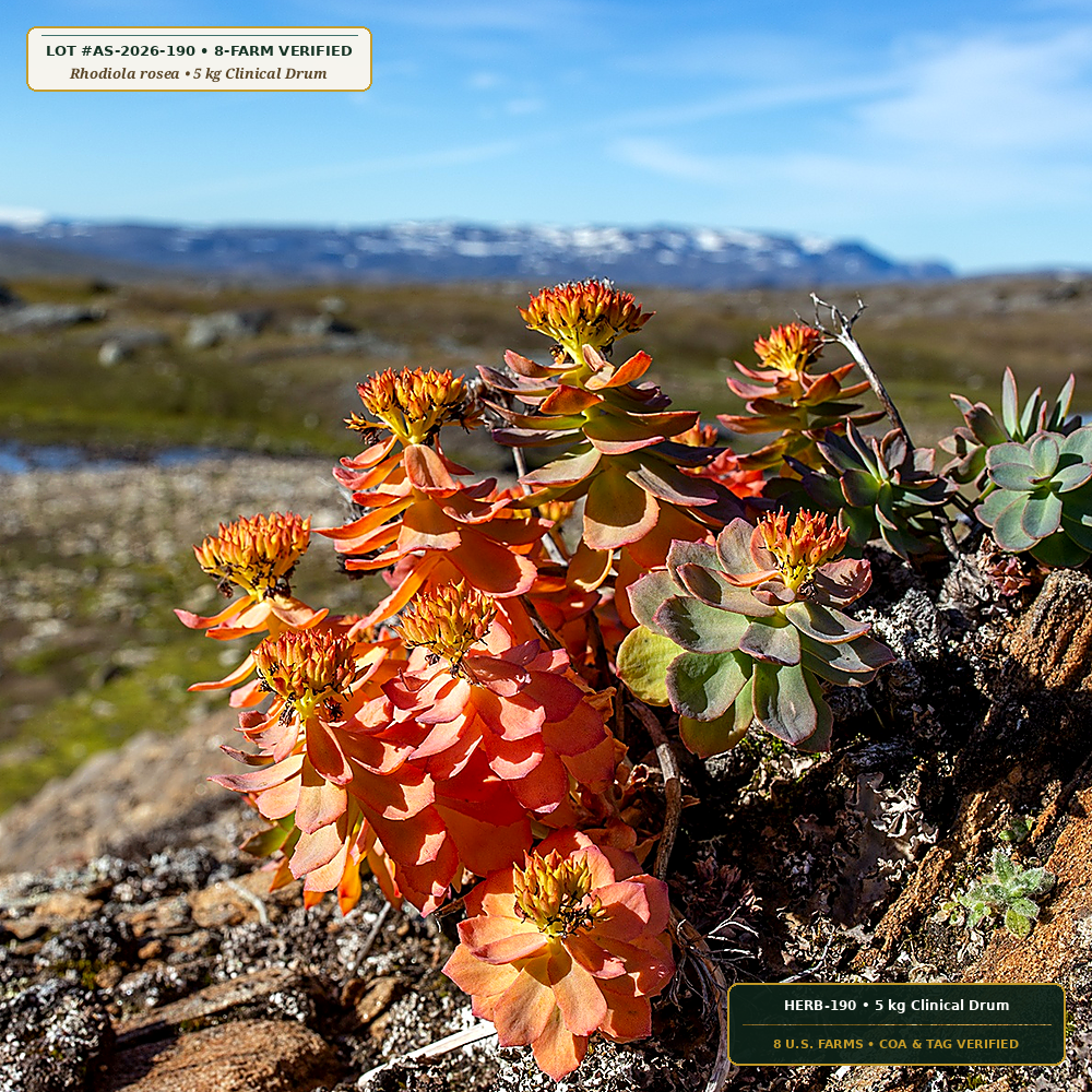 Cultivated American Rhodiola Root Reserve (Rhodiola rosea (3% Rosavins))