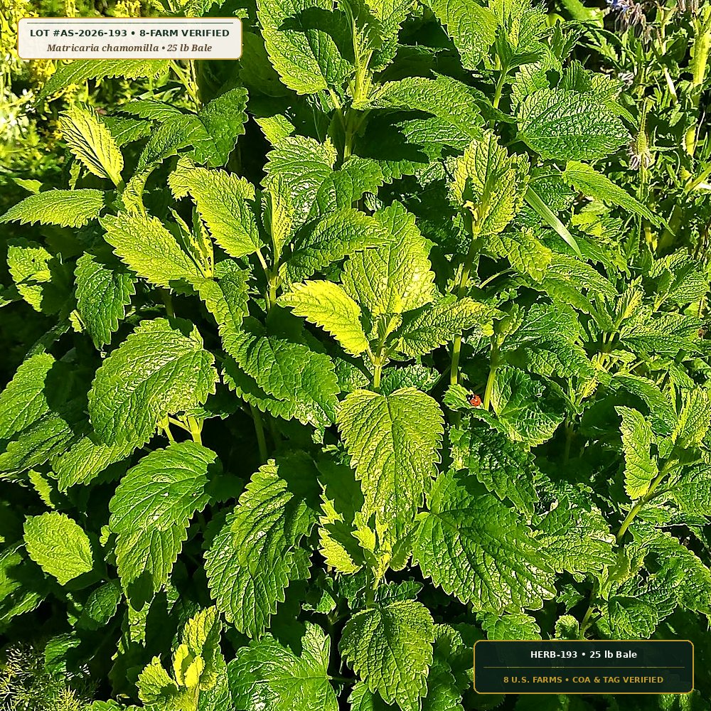 PA-Free Chamomile, Lemon Balm & Passionflower Lot (Matricaria chamomilla & Melissa officinalis)