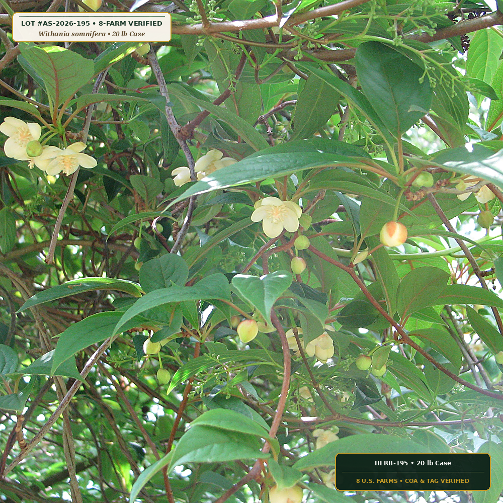 Organic Whole-Root Ashwagandha & Schisandra Lot (Withania somnifera & Schisandra chinensis)