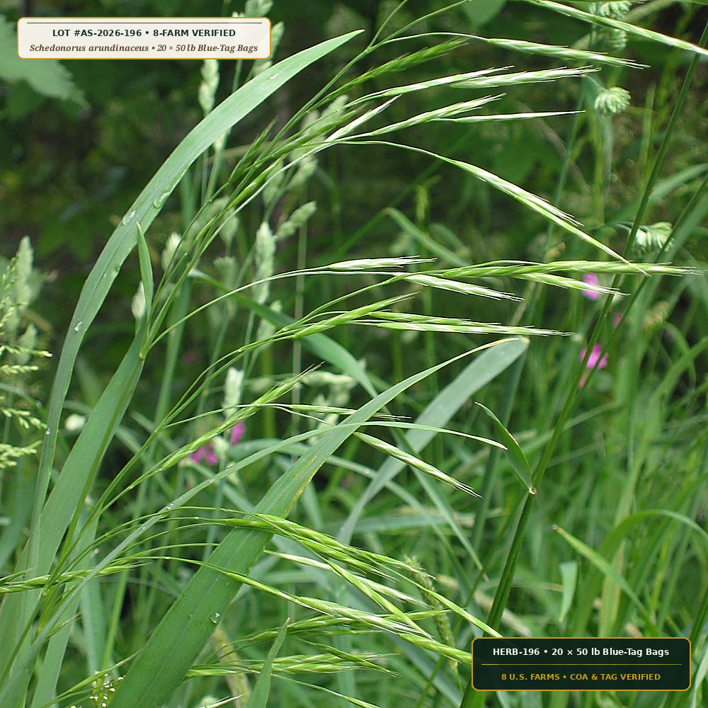Turf-Type Tall Fescue & Kentucky Bluegrass Estate Renovation Pallet (Schedonorus arundinaceus)
