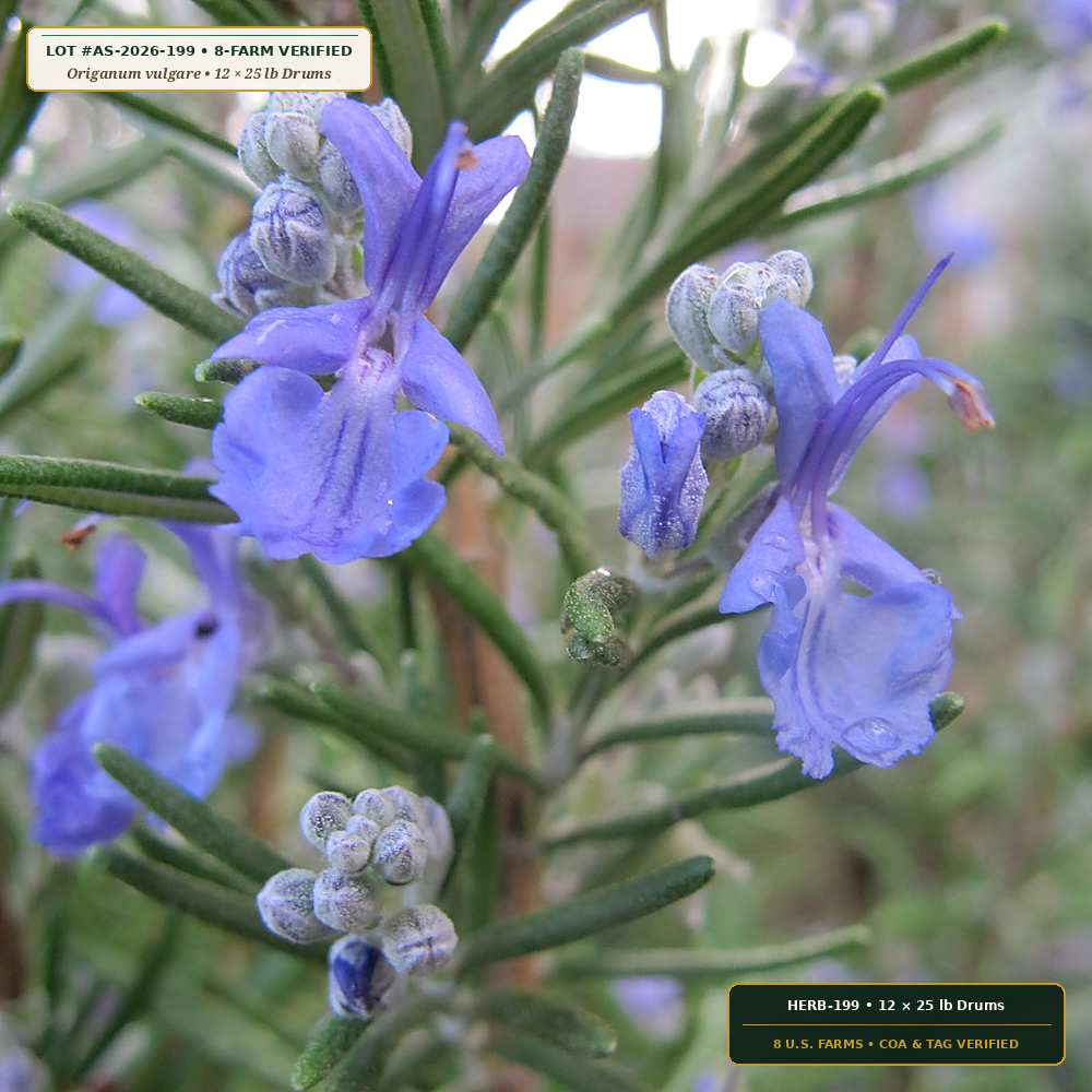 Institutional Culinary Herb & Spice Master Drum Pallet (Origanum vulgare, Ocimum basilicum, Rosmarinus & Thymus)