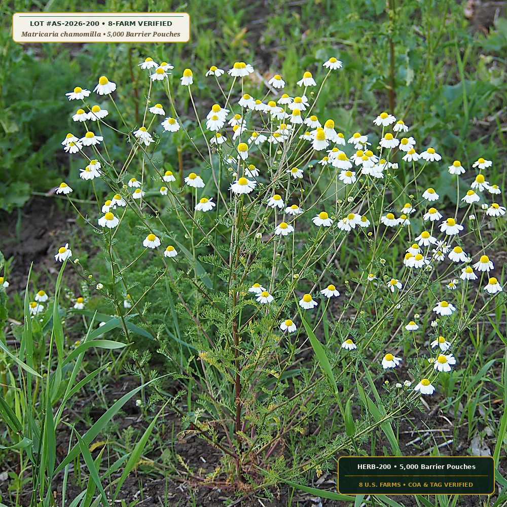Whole-Capitula German Chamomile Calming Tisane Master Case (Matricaria chamomilla)