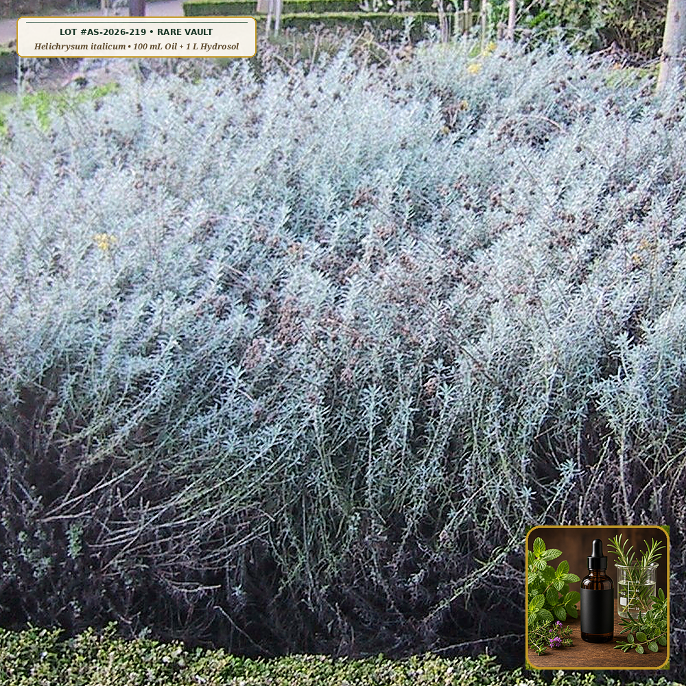 Corsican High-Elevation Immortelle Essential Oil & Copper Hydrosol Vault (Helichrysum italicum ssp. serotinum) — Apothecary Supply Monograph