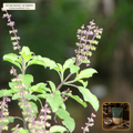 Organic Tulsi (Holy Basil) Cut & Sifted (Ocimum tenuiflorum) — Cut & Sifted Aerial Parts (16 oz (1 lb)) • Third-Party COA Verified Lot AS-2026-001 • Protocol: 2-3 g (1-2 tsp) at 90-95 C water (Covered steep 10-15 min, 1:80 (3 g / 240 mL)) • Apothecary Supply Dispensary (Est. St. Petersburg, FL)