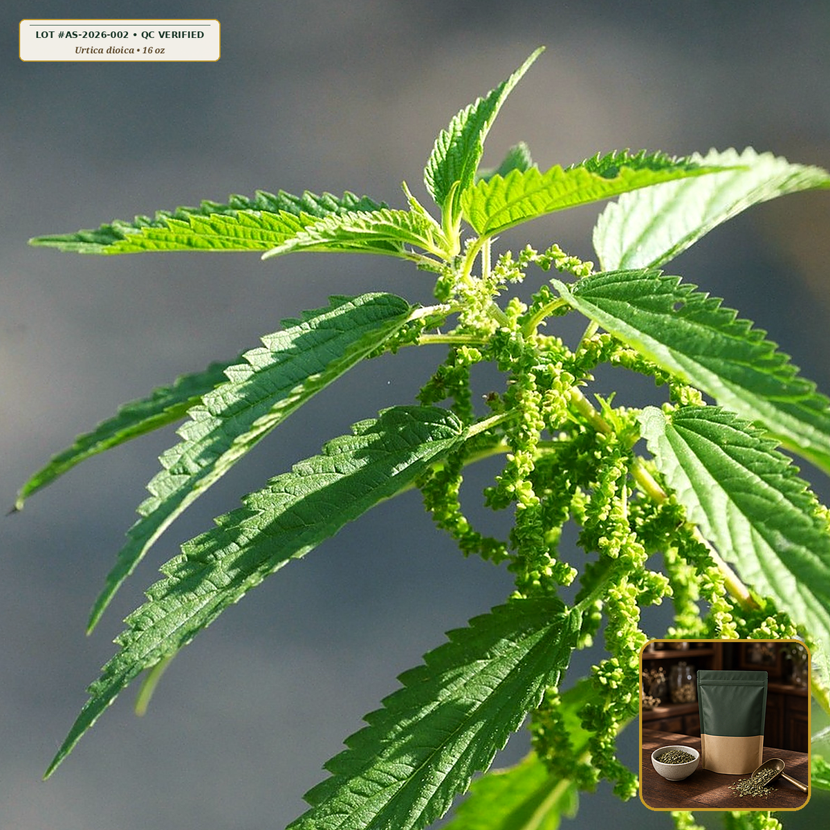 Organic Stinging Nettle Leaf Cut & Sifted (Urtica dioica) — Cut & Sifted Leaf (16 oz (1 lb)) • Third-Party COA Verified Lot AS-2026-002 • Protocol: 2-3 g (1-2 tsp) at 90-95 C water (Covered steep 10-15 min, 1:80 (3 g / 240 mL)) • Apothecary Supply Dispensary (Est. St. Petersburg, FL)
