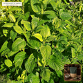 Organic Lemon Balm Leaf Cut & Sifted (Melissa officinalis) — Cut & Sifted Leaf (16 oz (1 lb)) • Third-Party COA Verified Lot AS-2026-003 • Protocol: 2-3 g (1-2 tsp) at 90-95 C water (Covered steep 10-15 min, 1:80 (3 g / 240 mL)) • Apothecary Supply Dispensary (Est. St. Petersburg, FL)
