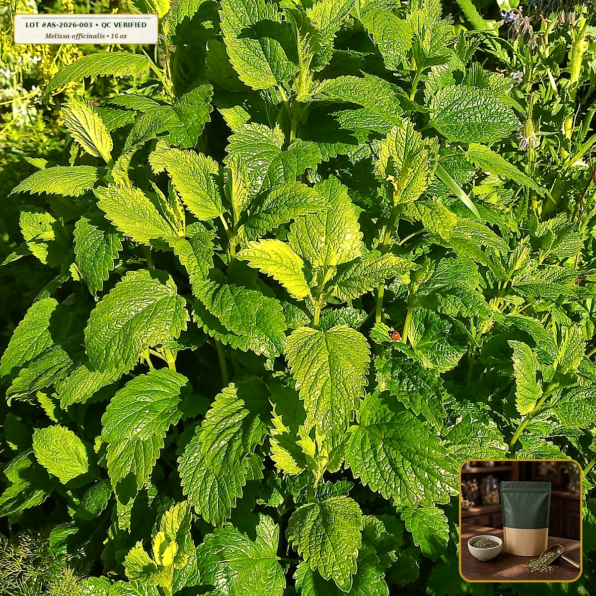 Organic Lemon Balm Leaf Cut & Sifted (Melissa officinalis) — Cut & Sifted Leaf (16 oz (1 lb)) • Third-Party COA Verified Lot AS-2026-003 • Protocol: 2-3 g (1-2 tsp) at 90-95 C water (Covered steep 10-15 min, 1:80 (3 g / 240 mL)) • Apothecary Supply Dispensary (Est. St. Petersburg, FL)