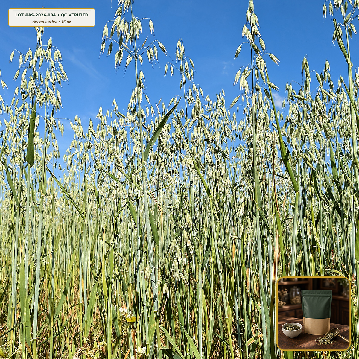 Organic Oatstraw (Milky Oat Tops & Straw) (Avena sativa) — Cut & Sifted Aerial Parts (16 oz (1 lb)) • Third-Party COA Verified Lot AS-2026-004 • Protocol: 2-3 g (1-2 tsp) at 90-95 C water (Covered steep 10-15 min, 1:80 (3 g / 240 mL)) • Apothecary Supply Dispensary (Est. St. Petersburg, FL)