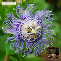 Organic Passionflower Herb Cut & Sifted (Passiflora incarnata) — Cut & Sifted Aerial Parts (16 oz (1 lb)) • Third-Party COA Verified Lot AS-2026-005 • Protocol: 2-3 g (1-2 tsp) at 90-95 C water (Covered steep 10-15 min, 1:80 (3 g / 240 mL)) • Apothecary Supply Dispensary (Est. St. Petersburg, FL)