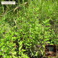 Organic Skullcap Aerial Parts Cut & Sifted (Scutellaria lateriflora) — Cut & Sifted Aerial Parts (16 oz (1 lb)) • Third-Party COA Verified Lot AS-2026-006 • Protocol: 2-3 g (1-2 tsp) at 90-95 C water (Covered steep 10-15 min, 1:80 (3 g / 240 mL)) • Apothecary Supply Dispensary (Est. St. Petersburg, FL)