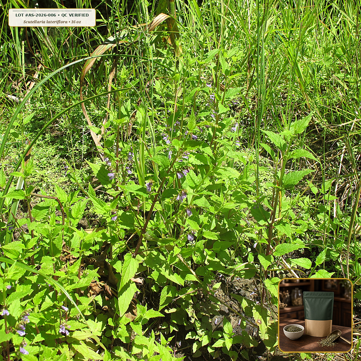 Organic Skullcap Aerial Parts Cut & Sifted (Scutellaria lateriflora) — Cut & Sifted Aerial Parts (16 oz (1 lb)) • Third-Party COA Verified Lot AS-2026-006 • Protocol: 2-3 g (1-2 tsp) at 90-95 C water (Covered steep 10-15 min, 1:80 (3 g / 240 mL)) • Apothecary Supply Dispensary (Est. St. Petersburg, FL)