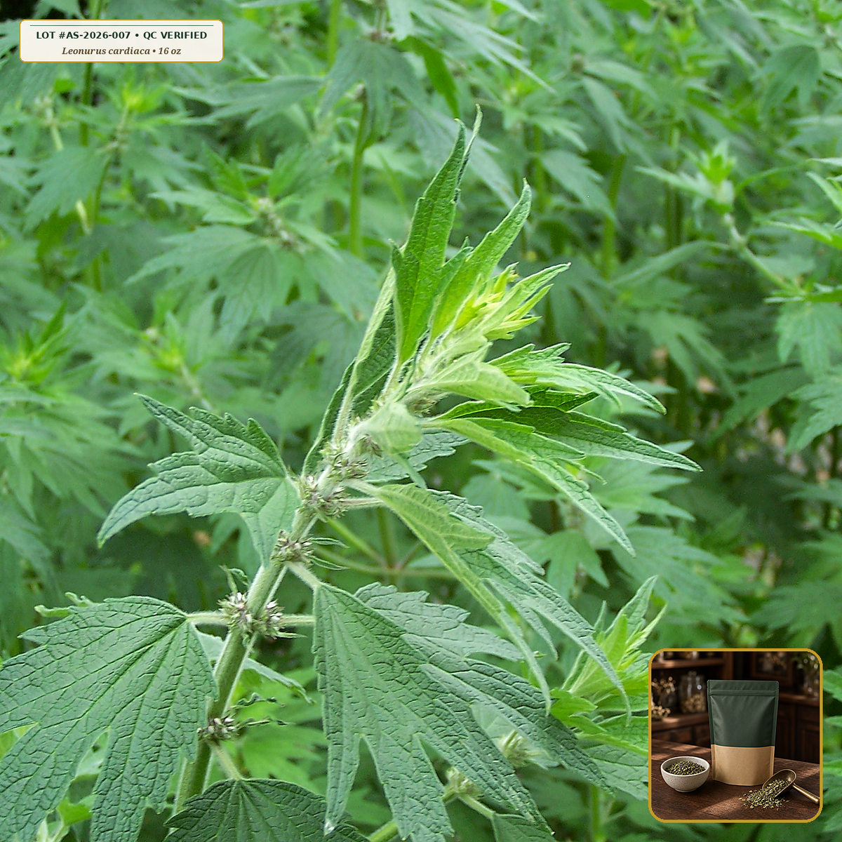 Organic Motherwort Herb Cut & Sifted (Leonurus cardiaca) — Cut & Sifted Aerial Parts (16 oz (1 lb)) • Third-Party COA Verified Lot AS-2026-007 • Protocol: 2-3 g (1-2 tsp) at 90-95 C water (Covered steep 10-15 min, 1:80 (3 g / 240 mL)) • Apothecary Supply Dispensary (Est. St. Petersburg, FL)