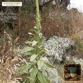 Organic Mullein Leaf Cut & Sifted (Verbascum thapsus) — Cut & Sifted Fluffy Leaf (16 oz (1 lb)) • Third-Party COA Verified Lot AS-2026-008 • Protocol: 2-3 g (1-2 tsp) at 90-95 C water (Covered steep 10-15 min, 1:80 (3 g / 240 mL)) • Apothecary Supply Dispensary (Est. St. Petersburg, FL)