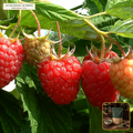 Organic Red Raspberry Leaf Cut & Sifted (Rubus idaeus) — Cut & Sifted Leaf (16 oz (1 lb)) • Third-Party COA Verified Lot AS-2026-009 • Protocol: 2-3 g (1-2 tsp) at 90-95 C water (Covered steep 10-15 min, 1:80 (3 g / 240 mL)) • Apothecary Supply Dispensary (Est. St. Petersburg, FL)