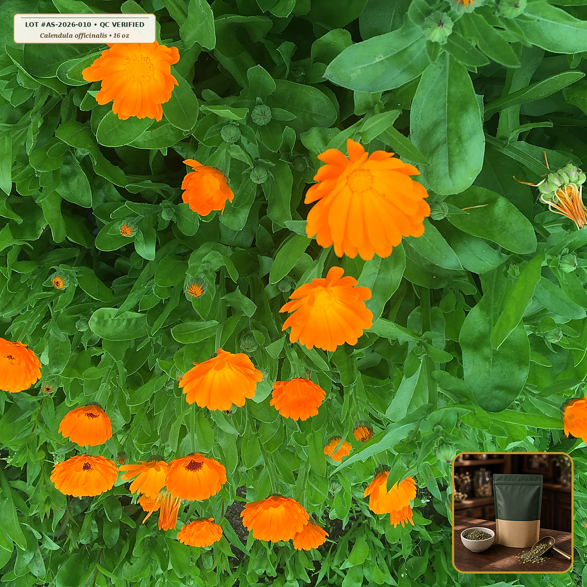 Organic Calendula Whole Dried Flowers (Calendula officinalis) — Whole Dried Flower Heads (16 oz (1 lb)) • Third-Party COA Verified Lot AS-2026-010 • Protocol: 2-3 g (1-2 tsp) at 90-95 C water (Covered steep 10-15 min, 1:80 (3 g / 240 mL)) • Apothecary Supply Dispensary (Est. St. Petersburg, FL)