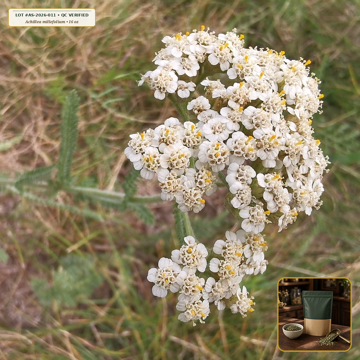 Organic Yarrow Leaf & Flower Cut & Sifted (Achillea millefolium) — Cut & Sifted Flowering Tops (16 oz (1 lb)) • Third-Party COA Verified Lot AS-2026-011 • Protocol: 2-3 g (1-2 tsp) at 90-95 C water (Covered steep 10-15 min, 1:80 (3 g / 240 mL)) • Apothecary Supply Dispensary (Est. St. Petersburg, FL)