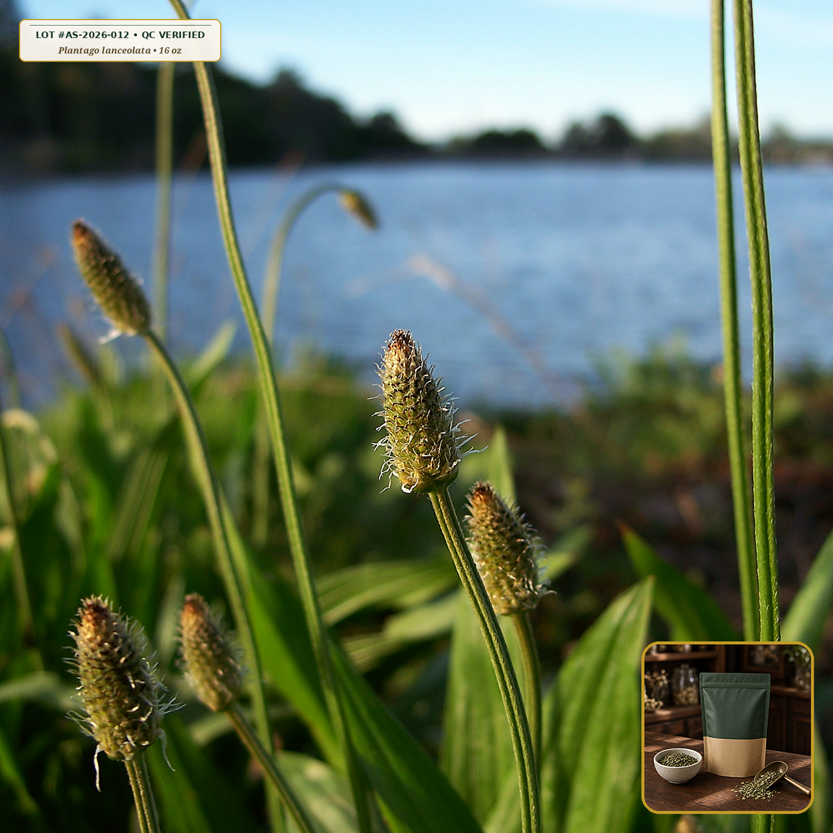 Organic Plantain Leaf Cut & Sifted (Plantago lanceolata) — Cut & Sifted Leaf (16 oz (1 lb)) • Third-Party COA Verified Lot AS-2026-012 • Protocol: 2-3 g (1-2 tsp) at 90-95 C water (Covered steep 10-15 min, 1:80 (3 g / 240 mL)) • Apothecary Supply Dispensary (Est. St. Petersburg, FL)