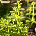 Organic Cleavers Herb Cut & Sifted (Galium aparine) — Cut & Sifted Aerial Parts (16 oz (1 lb)) • Third-Party COA Verified Lot AS-2026-013 • Protocol: 2-3 g (1-2 tsp) at 90-95 C water (Covered steep 10-15 min, 1:80 (3 g / 240 mL)) • Apothecary Supply Dispensary (Est. St. Petersburg, FL)