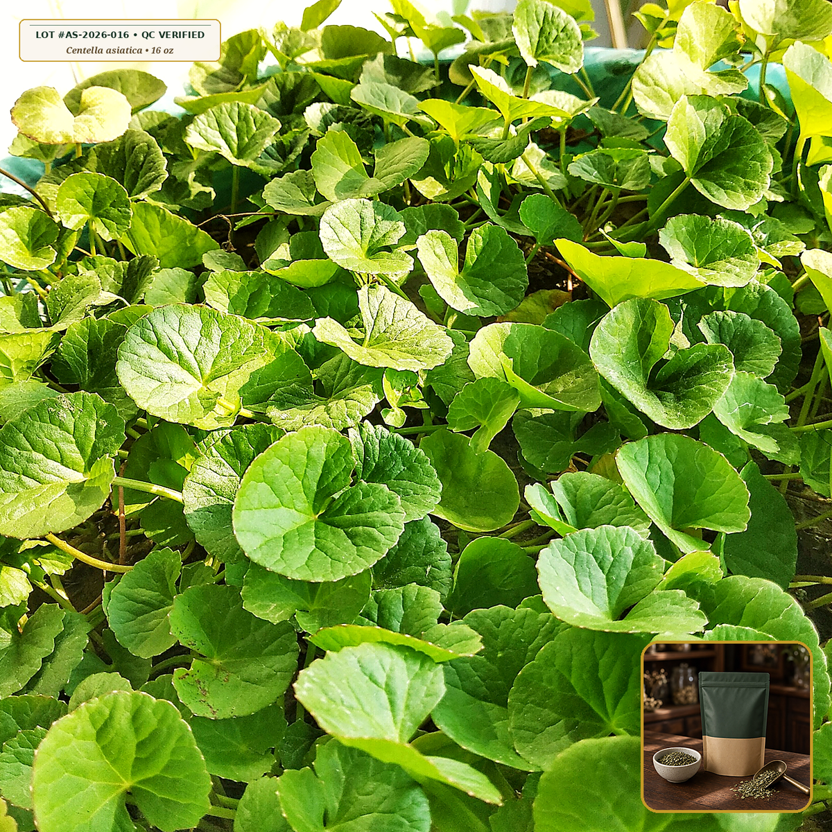 Organic Gotu Kola Herb Cut & Sifted (Centella asiatica) — Cut & Sifted Aerial Parts (16 oz (1 lb)) • Third-Party COA Verified Lot AS-2026-016 • Protocol: 2-3 g (1-2 tsp) at 90-95 C water (Covered steep 10-15 min, 1:80 (3 g / 240 mL)) • Apothecary Supply Dispensary (Est. St. Petersburg, FL)