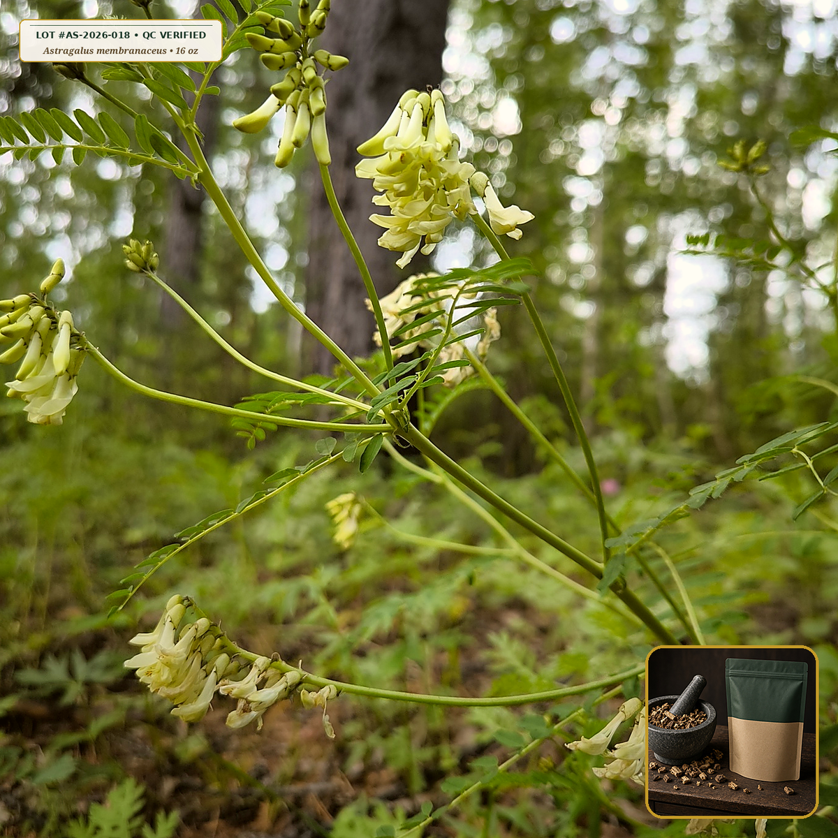 Organic Astragalus Root Cut & Sifted (Astragalus membranaceus) — Cut & Sifted Root (16 oz (1 lb)) • Third-Party COA Verified Lot AS-2026-018 • Protocol: 4-6 g at 100 C simmer (Covered decoction 20-30 min, 1:60 (5 g / 300 mL)) • Apothecary Supply Dispensary (Est. St. Petersburg, FL)