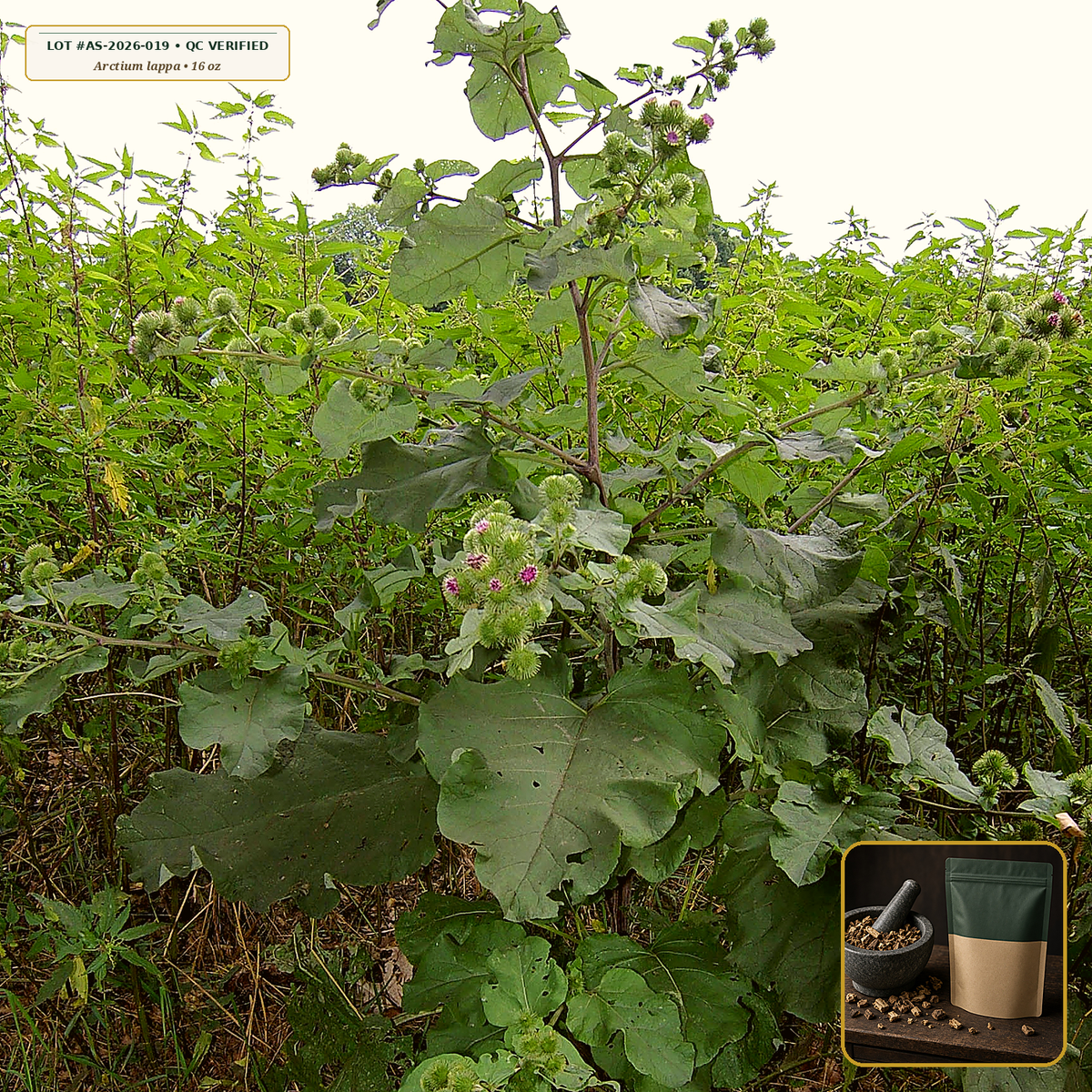 Organic Burdock Root Cut & Sifted (Arctium lappa) — Cut & Sifted Root (16 oz (1 lb)) • Third-Party COA Verified Lot AS-2026-019 • Protocol: 4-6 g at 100 C simmer (Covered decoction 20-30 min, 1:60 (5 g / 300 mL)) • Apothecary Supply Dispensary (Est. St. Petersburg, FL)