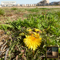 Organic Dandelion Root Raw Cut & Sifted (Taraxacum officinale) — Raw Cut & Sifted Root (16 oz (1 lb)) • Third-Party COA Verified Lot AS-2026-020 • Protocol: 4-6 g at 100 C simmer (Covered decoction 20-30 min, 1:60 (5 g / 300 mL)) • Apothecary Supply Dispensary (Est. St. Petersburg, FL)