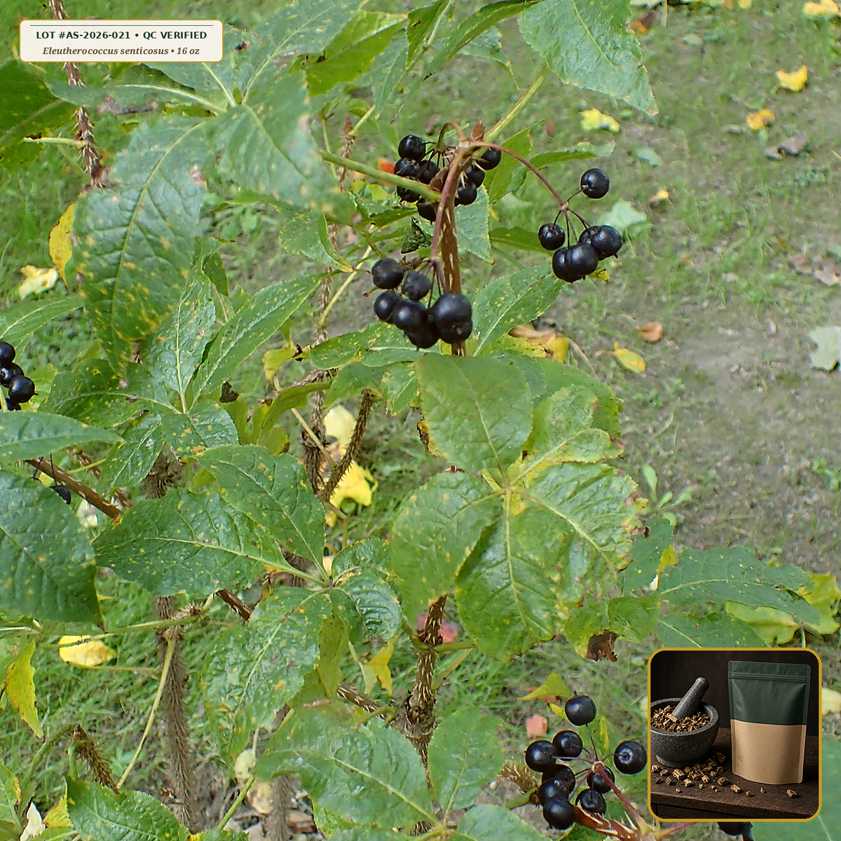 Organic Eleuthero (Siberian Ginseng) Root (Eleutherococcus senticosus) — Cut & Sifted Root (16 oz (1 lb)) • Third-Party COA Verified Lot AS-2026-021 • Protocol: 4-6 g at 100 C simmer (Covered decoction 20-30 min, 1:60 (5 g / 300 mL)) • Apothecary Supply Dispensary (Est. St. Petersburg, FL)