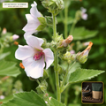 Organic Marshmallow Root Peeled Cut & Sifted (Althaea officinalis) — Peeled Cut & Sifted Root (16 oz (1 lb)) • Third-Party COA Verified Lot AS-2026-022 • Protocol: 4-6 g at Cold 20 C (Cold infusion 4-8 hrs, 1:50 (5 g / 250 mL)) • Apothecary Supply Dispensary (Est. St. Petersburg, FL)