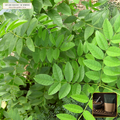 Organic Licorice Root Cut & Sifted (Glycyrrhiza glabra) — Cut & Sifted Root (16 oz (1 lb)) • Third-Party COA Verified Lot AS-2026-024 • Protocol: 4-6 g at 100 C simmer (Covered decoction 20-30 min, 1:60 (5 g / 300 mL)) • Apothecary Supply Dispensary (Est. St. Petersburg, FL)